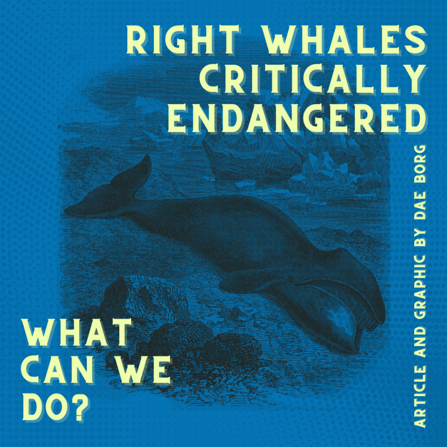 Right Whales Critically Endangered: What Can We Do?