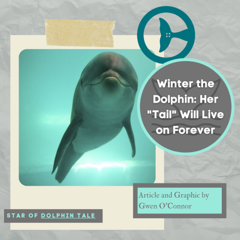 Winter the Dolphin: Her “Tail” Will Live on Forever