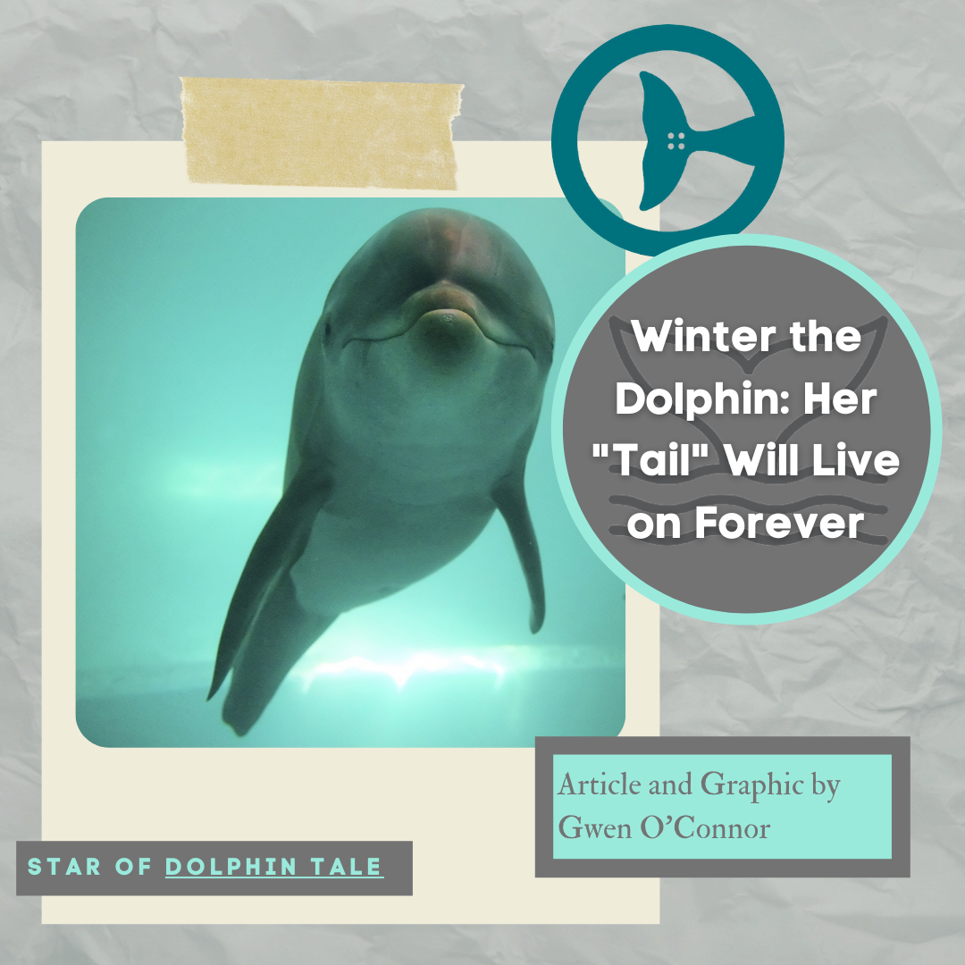 Winter the Dolphin: Her “Tail” Will Live on Forever – Enloe