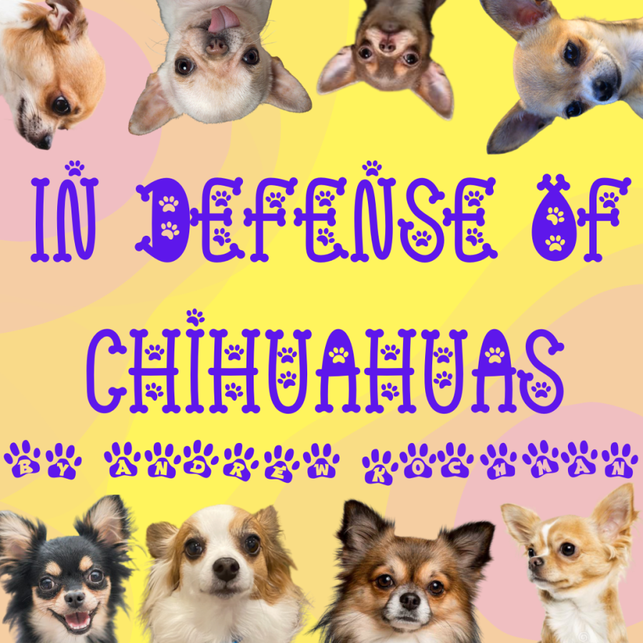 In Defense of Chihuahuas