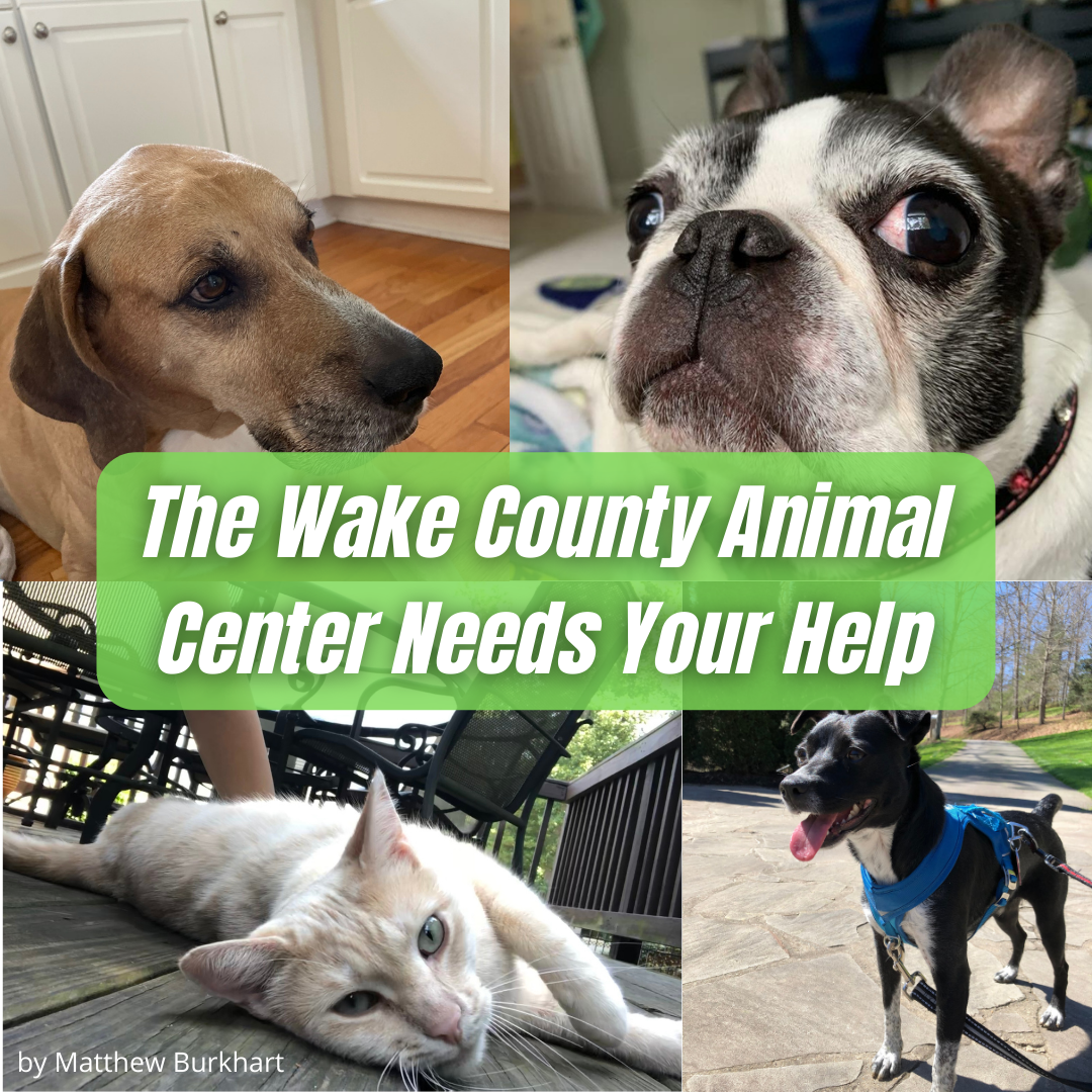 The Wake County Animal Center Needs Your Help – Enloe Eagle's Eye