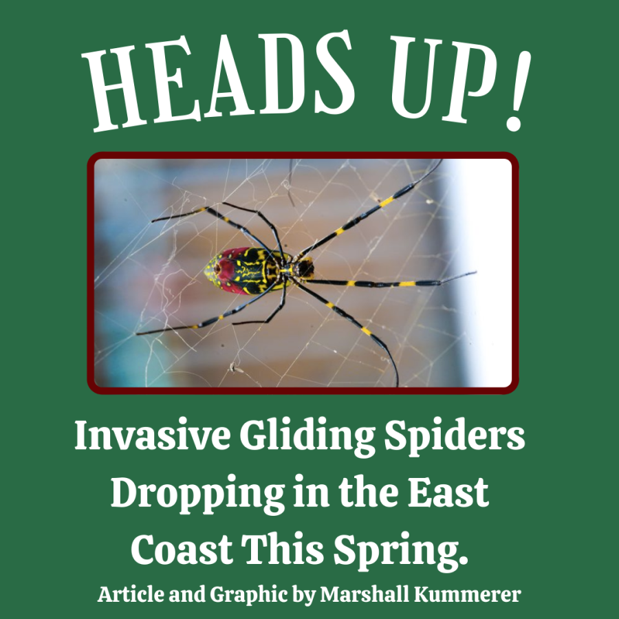 Heads up! Invasive Gliding Spiders Drop in the East Coast This Spring.