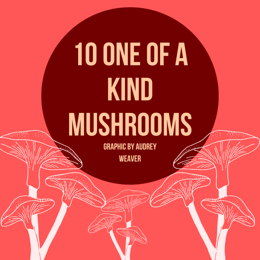 10 One of a Kind Mushrooms