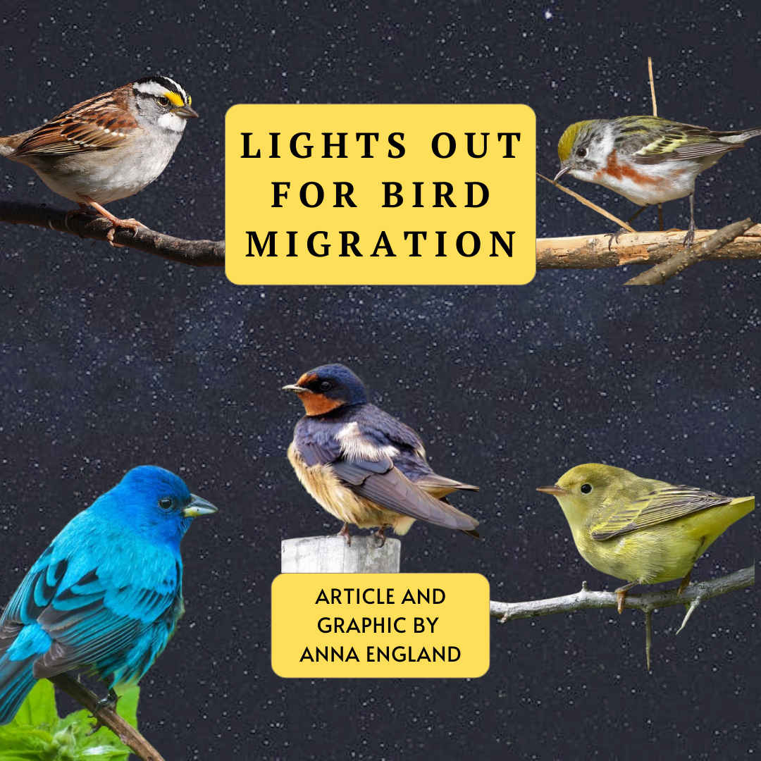 Lights Out for Bird Migration