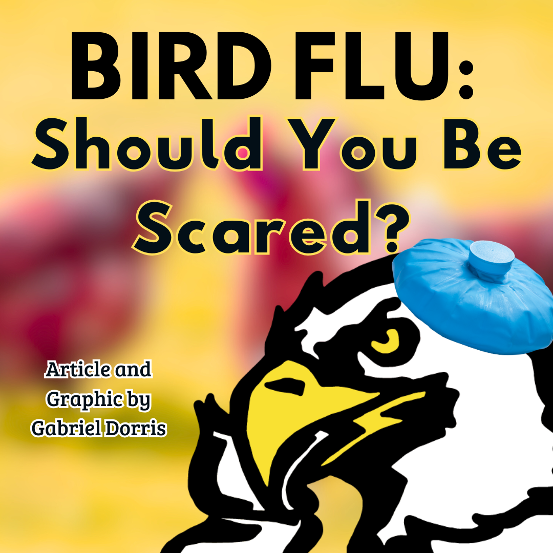 Bird Flu: Are You in Danger?